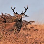 A stag at Big Moor during rutting season Photo: Paul Salmen