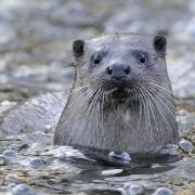 Credit: Andy Rose Caption: A European Otter on the river