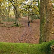The New Forest in autumn (c) Robin Waldman