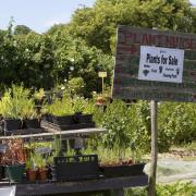 Many community gardens sell own-grown plants (c) Leigh Clapp