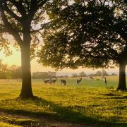 Discover the deer park at Knoll  Credit Gemma Holding @weekends_away_walking