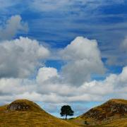 Sycamore Gap on Hadrian's Wall in Northumberland