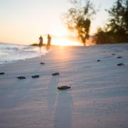 Hatching turtles on the beach at sunset, Barbados