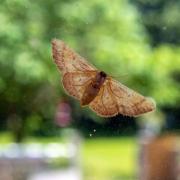 Textile moths are most likely to be found in spare bedrooms, under mattresses, and in infrequently used wardrobes and attics