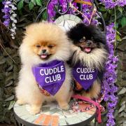 Join the puppy cuddle club at Victoria Leeds