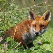 September - an inquisitive fox cub. Photo: John Boyle