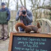 Photographing red squirrels at Escot (c) David Chapman
