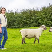 Justine Lee modelling one of her gilets alongside some Dorset Down sheep at Rampisham Hill Farm. Their wool pads out the quilted gilet. (Photo: Tom Lee)