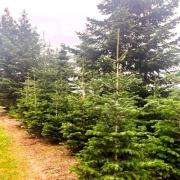 Christmas Wrapped Up boasts 54 acres of Nordmann Firs