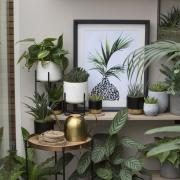 Match your decor with plants (c) Leigh Clapp