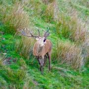 Stag bolving on Exmoor. Photo ENPA