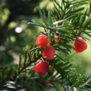 Consider English Yew as a formal hedge option Photo Getty