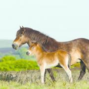 The hardy Exmoor Pony Photo: ENPA