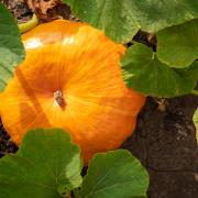 Pumpkin growing outdoors