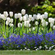 Tulips are spring-flowering bulbs, but are best planted in winter
