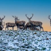 Deer in snow and sunset at Lyme Park. Paul Moore Photography/ Getty