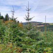 Christmas trees at Macclesfield Forest Photo: Helen Moat