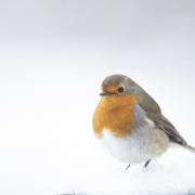 European robin adult stood in snow Credit: Ben Andrew