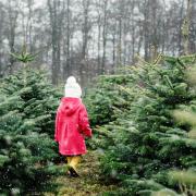 Picking a tree is one of the best parts of the festive season