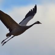 A common crane at NWT Hickling Broad. Photo: Elizabeth Dack