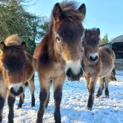 Exmoor Pony foals Photo Caroline Cook