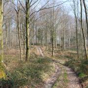 The medieval road from Fontmell Wood approaching Washers Pit. (Photo: Edward Griffiths)