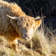 Cuddle a cow - enjoy soem Highland heaven in Beverley. Leila  Coker; Getty