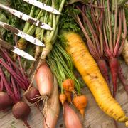 A selection of winter root vegetables