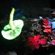 Biofluorescence in mushrooms, green leaves, and lichen, lit by UV light. Picture Denise Bradley