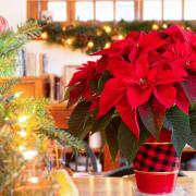 Poinsettias are a great addition to the home at Christmas
