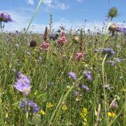 Healthy grasslands feature an abundance of plant and wildlife species.