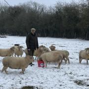 Tony on the farm with rare breed Dorset Horned Sheep. Photo: Rudford Farms