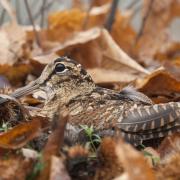 Woodcock are well camoflaged. (Photo: JAH/ iStock / Getty Images Plus)