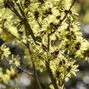 Witch hazels light up against the sun (c) Leigh Clapp