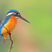 Kingfishers are always an exciting sight.. PHOTO: Getty Images