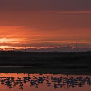 Gulls roosting on scrape at Cley NWT Reserve. Photo: David Tipling