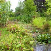 Use excess water to your advantage with water and bog garden area (c) Leigh Clapp