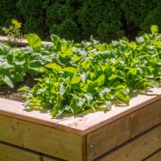 Vegetables in a raised bed