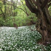 Abundant wild garlic in Hetchell Wood.