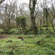 Mistleberry Wood hillfort remnants.