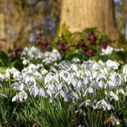 A carpet of snowdrops greets visitors to Arley this month.