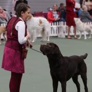 Chesterfield's Eliza in competition with Merlin