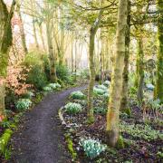 A path is edged with gleaming clumps of snowdrops at Higher Cherubeer.