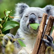 Koalas aren't keen on tough or woody leaves.