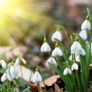February is the perfect month to view snowdrop displays