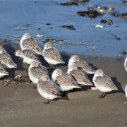 Tiny sanderlings rest on sandy beaches at high tide
