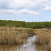 Bickershaw Country Park Wetlands