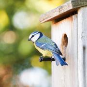 Fit a nest box and enourage feathered friends to your garden. PHOTO: Getty Images