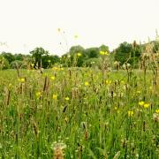 Meadow at Sweet Briar Marshes.