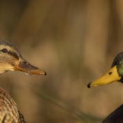 An adult pair of Mallard Anas platyrhynchos cosy up for February